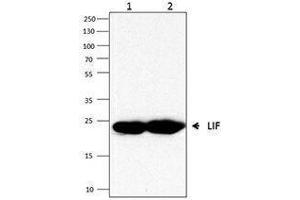 Western Blotting (WB) image for anti-Leukemia Inhibitory Factor (LIF) antibody (ABIN2665228) (LIF 抗体)