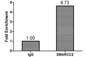 Chromatin Immunoprecipitation Hela (1. (SMARCC2 抗体  (AA 300-650))
