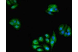Immunofluorescent analysis of HepG2 cells using ABIN7154046 at dilution of 1:100 and Alexa Fluor 488-congugated AffiniPure Goat Anti-Rabbit IgG(H+L) (Glutaredoxin 1 抗体  (AA 1-106))