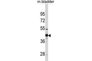 Western blot analysis of WNT4 Antibody (Center) in mouse bladder tissue lysates (35ug/lane). (WNT4 抗体  (Middle Region))