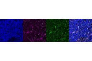 Immunohistochemistry (IHC) image for anti-Coiled-Coil Domain Containing 153 (CCDC153) antibody (ABIN7456205) (CCDC153 抗体)