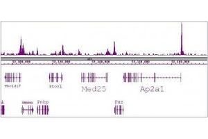 SRF antibody (mAb) tested by ChIP-Seq. (SRF 抗体)