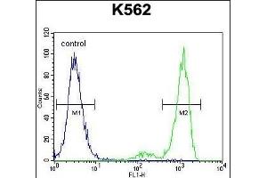 ESSPL Antibody (Center) (ABIN655436 and ABIN2844971) flow cytometric analysis of K562 cells (right histogram) compared to a negative control cell (left histogram). (ESSPL 抗体  (AA 85-114))