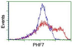 Image no. 2 for anti-PHD Finger Protein 7 (PHF7) (AA 155-381) antibody (ABIN1490975) (PHF7 抗体  (AA 155-381))