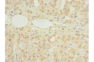 Immunohistochemistry of paraffin-embedded human adrenal gland tissue using ABIN7154822 at dilution of 1:100 (HDHD3 抗体  (AA 1-251))