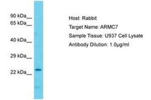 Image no. 1 for anti-Armadillo Repeat Containing 7 (ARMC7) (AA 61-110) antibody (ABIN6750674) (ARMC7 抗体  (AA 61-110))