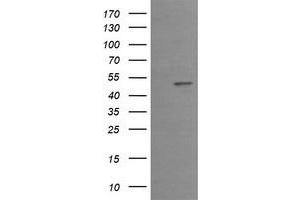 Image no. 3 for anti-Early Growth Response 2 (EGR2) (AA 156-476) antibody (ABIN1490982) (EGR2 抗体  (AA 156-476))