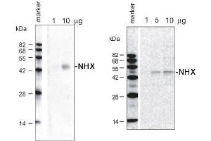 Image no. 1 for anti-Solute Carrier Family 9, Subfamily A (NHE1, Cation Proton Antiporter 1), Member 1 (SLC9A1) antibody (ABIN3197494)