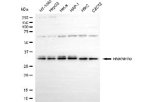 Western blotting analysis using HNRNPA0 antibody (ABIN7798893).