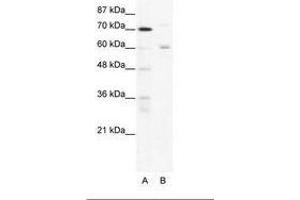 Image no. 1 for anti-Forkhead Box J2 (FOXJ2) (N-Term) antibody (ABIN202778) (Forkhead Box J2 抗体  (N-Term))