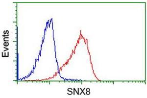 Image no. 2 for anti-Sorting Nexin 8 (SNX8) antibody (ABIN1501042) (SNX8 抗体)