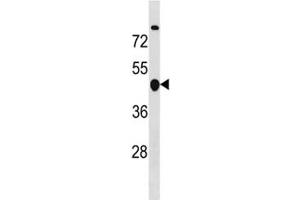 Cyclin B2 antibody western blot analysis in MDA-MB453 lysate. (Cyclin B2 抗体  (AA 72-99))