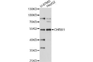 Western blot analysis of extracts of various cell lines, using CHRM1 antibody (ABIN1871846) at 1:1000 dilution. (CHRM1 抗体)