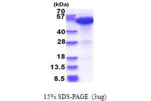 SDS-PAGE (SDS) image for ERO1-Like Protein alpha (ERO1L) (AA 24-468) protein (His tag) (ABIN5853689)