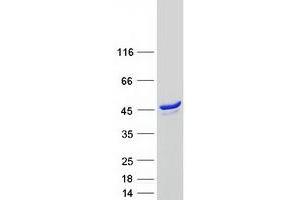 Western Blotting (WB) image for Synaptotagmin Like Protein 2 (SYTL2) (Transcript Variant B) protein (Myc-DYKDDDDK Tag) (ABIN2733091)