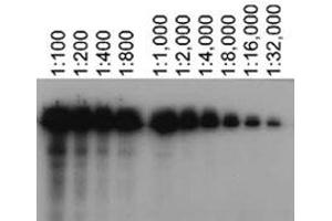 Western blot analysis of Abca7 using Abca7 monoclonal antibody, clone 7A1-144  at various dilutions in Abca7 transfected HeLa lysates. (ABCA7 抗体)