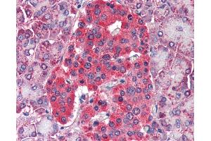 Anti-GLUD1 antibody IHC of human pancreas. (GLUD1 抗体)