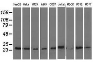 Image no. 2 for anti-Adenylate Kinase 3 (AK3) antibody (ABIN1496522) (Adenylate Kinase 3 抗体)