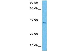 Western Blotting (WB) image for anti-Nuclear Receptor Subfamily 2, Group E, Member 3 (NR2E3) (Middle Region) antibody (ABIN2779532)