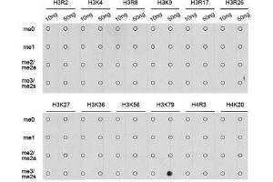 Dot-blot analysis of all sorts of methylation peptides using TriMethyl-Histone H3-K79 antibody. (Histone 3 抗体  (H3K79me3))