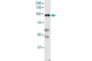 SLFN5 monoclonal antibody (M09), clone 4G2. (SLFN5 抗体  (AA 1-338))