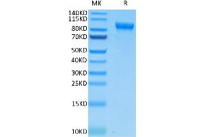 Mouse CDCP1 on Tris-Bis PAGE under reduced condition.