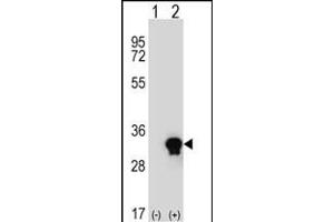 Western blot analysis of C1QTNF6 (arrow) using rabbit polyclonal C1QTNF6 Antibody (N-term) (ABIN652830 and ABIN2842542). (CTRP6 抗体  (N-Term))