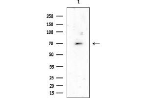 Western blot analysis of lysates from Mouse testis, using SLC7 Antibody at 1/1000 dilution.