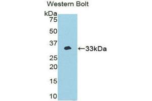 Western Blotting (WB) image for anti-NIMA (Never in Mitosis Gene A)-Related Kinase 2 (NEK2) (AA 148-397) antibody (ABIN1859977) (NEK2 抗体  (AA 148-397))
