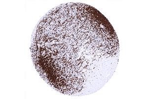 cerebellum cortex Stratum moleculare (Recombinant MBP 抗体  (AA 150-250))