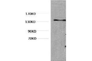 anti-Collagen, Type III (COL3) antibody