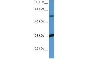 Western Blotting (WB) image for anti-WD Repeat Domain 83 (wdr83) (C-Term) antibody (ABIN2788430) (MORG1 抗体  (C-Term))
