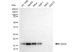 Western blotting analysis using DSTN antibody (ABIN7798321). (Destrin 抗体)