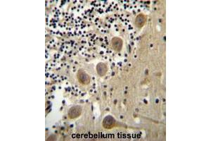 BEND6 Antibody (C-term) immunohistochemistry analysis in formalin fixed and paraffin embedded human cerebellum tissue followed by peroxidase conjugation of the secondary antibody and DAB staining. (BEND6 抗体  (C-Term))