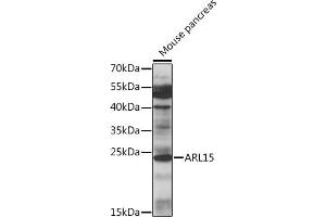 Western blot analysis of extracts of mouse pancreas, using  antibody (ABIN7265491) at 1:1000 dilution. (ARL15 抗体  (AA 1-204))