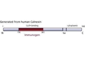 Image no. 3 for anti-Calnexin (CANX) (AA 116-301) antibody (ABIN968018) (Calnexin 抗体  (AA 116-301))