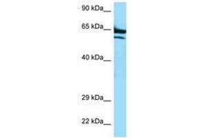 Image no. 1 for anti-AarF Domain Containing Kinase 2 (ADCK2) (AA 523-572) antibody (ABIN6747375) (ADCK2 抗体  (AA 523-572))