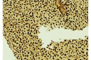 ABIN6277253 at 1/100 staining Mouse liver tissue by IHC-P. (Thymopoietin 抗体  (Internal Region))