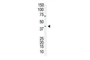 The anti-OCT4 (OCT3) (N-term) Pab (ABIN388788 and ABIN2839121) is used in Western blot to detect OCT4 (OCT3) in  cell lysate. (OCT4 抗体  (N-Term))