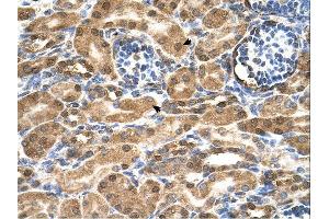 SDF2 antibody was used for immunohistochemistry at a concentration of 4-8 ug/ml. (SDF2 抗体  (N-Term))