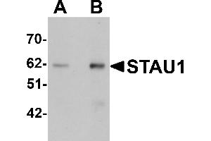 Western Blotting (WB) image for anti-Staufen Double-Stranded RNA Binding Protein 1 (STAU1) (C-Term) antibody (ABIN1030702) (STAU1/Staufen 抗体  (C-Term))