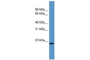 WB Suggested Anti-Arpc4 Antibody Titration:  0.