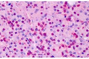 Human Pancreas: Formalin-Fixed, Paraffin-Embedded (FFPE) (TPI1 抗体  (AA 274-286))