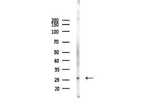 Western blot analysis of lysates from Mouse testis, using RAN Antibody at 1/1000 dilution.
