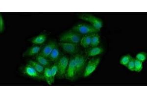 Immunofluorescent analysis of HepG2 cells using ABIN7160538 at dilution of 1:100 and Alexa Fluor 488-congugated AffiniPure Goat Anti-Rabbit IgG(H+L) (MYLK 抗体  (AA 290-398))