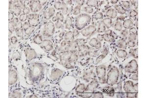 Immunoperoxidase of monoclonal antibody to ANGPTL7 on formalin-fixed paraffin-embedded human salivary gland. (ANGPTL7 抗体  (AA 27-126))