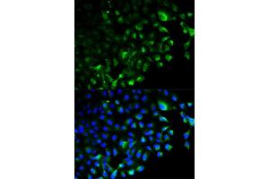 Immunofluorescence (IF) image for anti-TNF Receptor-Associated Factor 2 (TRAF2) (AA 1-300) antibody (ABIN3021165)
