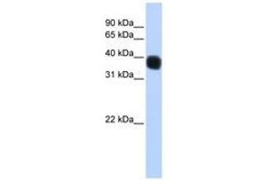 Image no. 1 for anti-Single Stranded DNA Binding Protein 3 (SSBP3) (C-Term) antibody (ABIN6741312) (SSBP3 抗体  (C-Term))