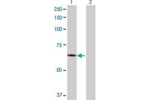Western Blot analysis of PLTP expression in transfected 293T cell line by PLTP MaxPab polyclonal antibody. (PLTP 抗体  (AA 1-493))