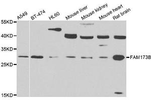 Western blot analysis of extracts of various cell lines, using FAM173B antibody. (FAM173B 抗体  (AA 1-233))